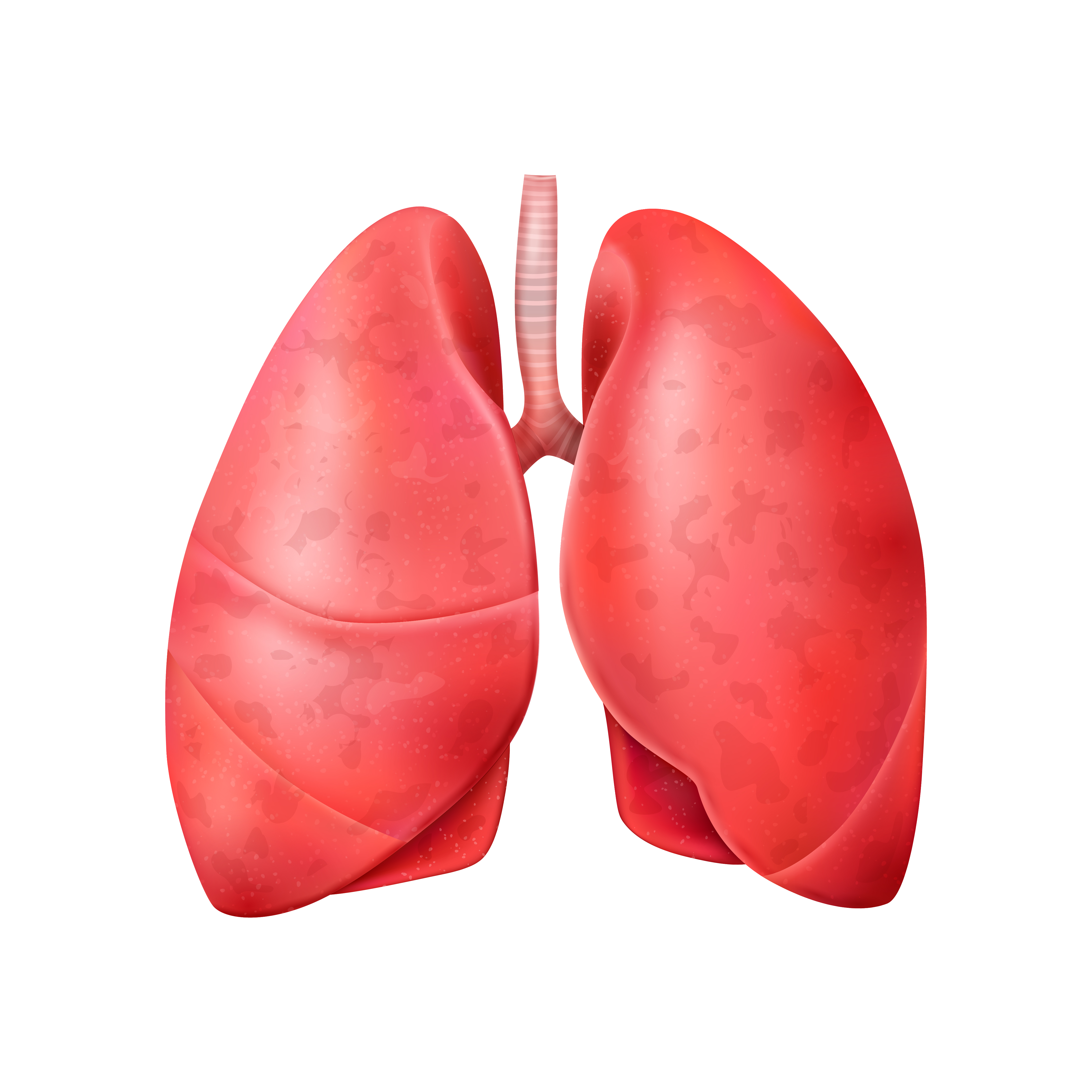 Lungs